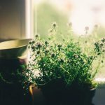 What to Know About Plants and Your Health