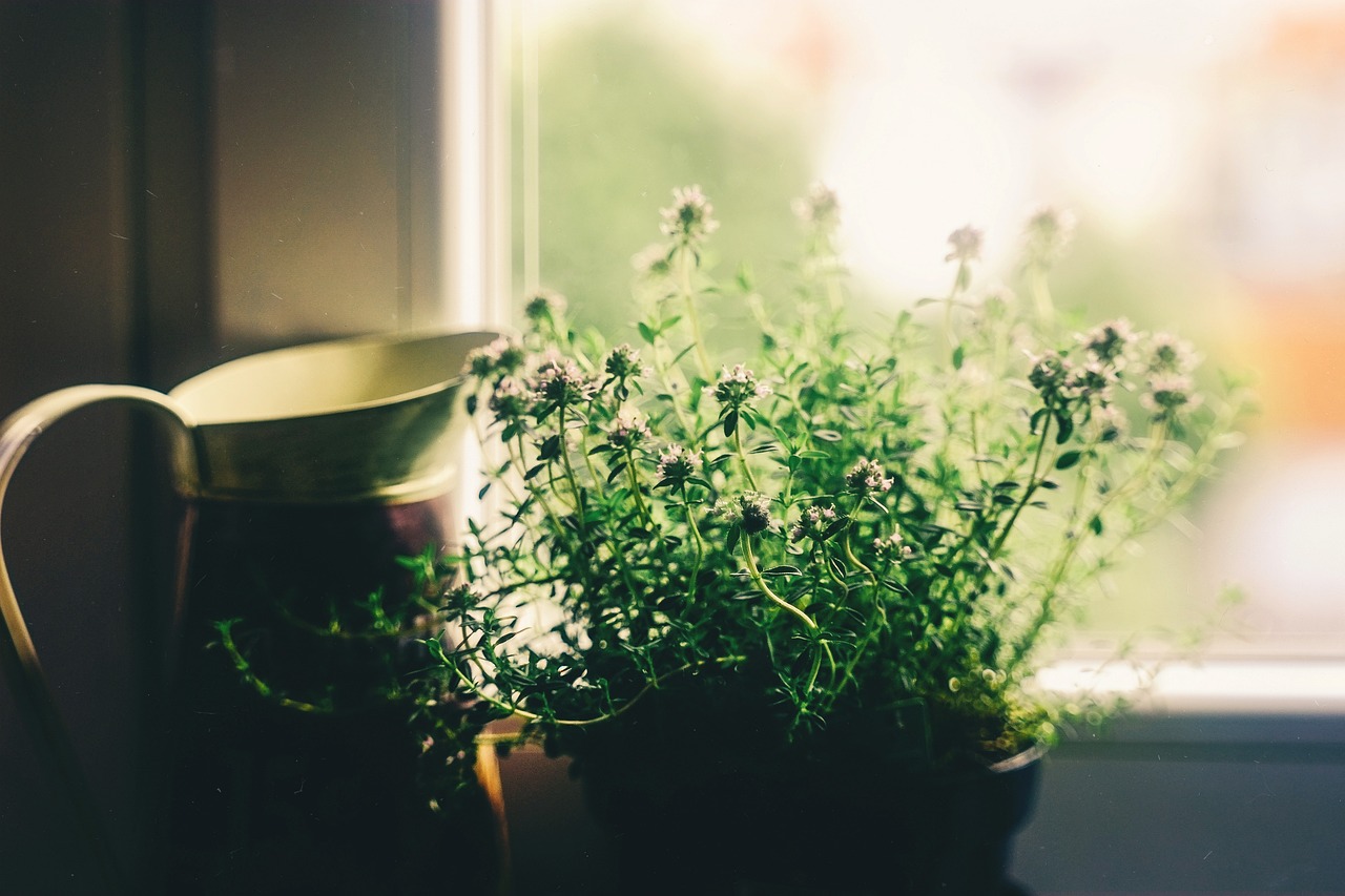 flower, window, house-4064358.jpg